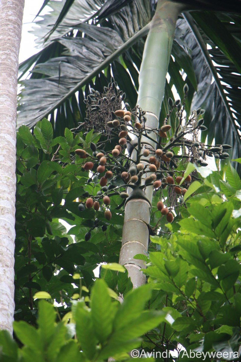 Areca catechu L.